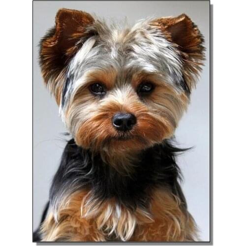 Full diamond Rhinestone Embroidery 5d Diy Diamond Painting Cross Stitch Yorkshire-Terrier Dog New arrival Mosaic kit hobby crafs
