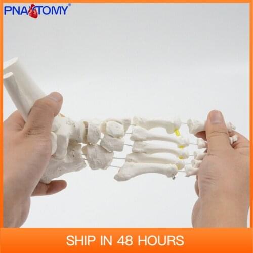 Flexible Foot Bone Model Human Skeleton Anatomy Medical Teaching Tool Educational Equipment Ankle joint model Life Size