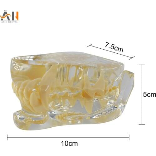 Transparent Resin Dog Teeth Model Canine Dental Model