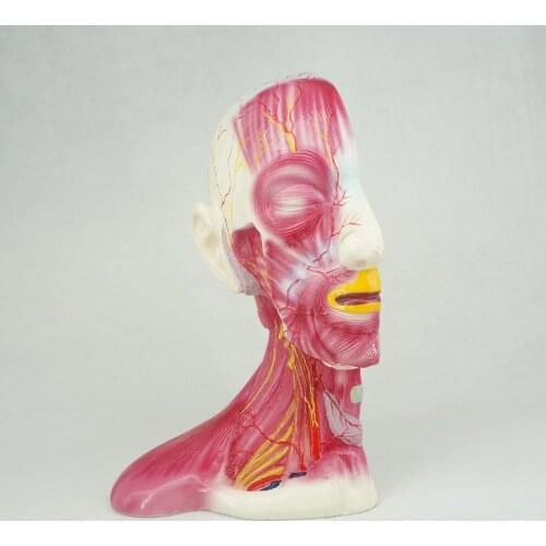 Life Size Median Section of Human Head & Neck Anatomical Skeleton Medical Model