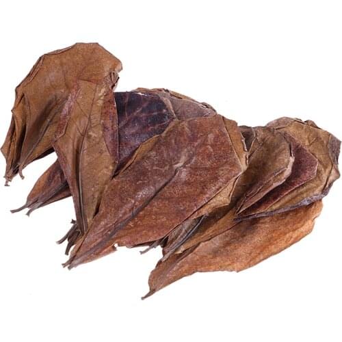 20pcs Natural leaves almond tree,Indian almond tree Olive leaf for aquarium water to balance PH Acidity