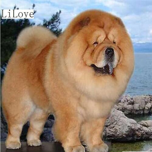 LI LOYE 5D DIY Diamond Painting cross stitch Animal diamond embroidery Chow Chow icon room decoration Drill mosaic Picture FZ444