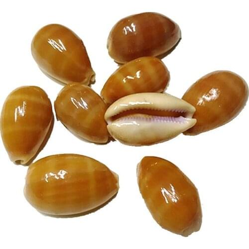 Natural shell conch purple mouth treasure snail home decoration childrens toys photography props