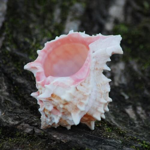 8-12cmNatural Conch Selected Specimen Large Conch Shell Storage Gives People Collection Gifts Gifts For Friends Rouge Murex