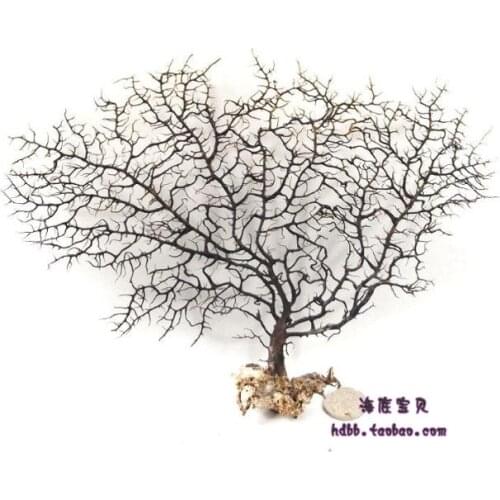 Natural sea cycas 10-60cm shell fish tank decoration large sea tree black