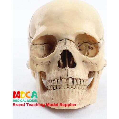 Medical Separation 15 Components 1:2 Human Primary Skull Model Skull Skull Medical Teaching MTG016