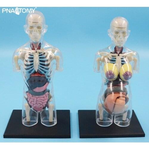 4D MASTER Transparent Human Anatomical Model Educational Toys Children Used Body Anatomy Internal Organs School Teaching Tools