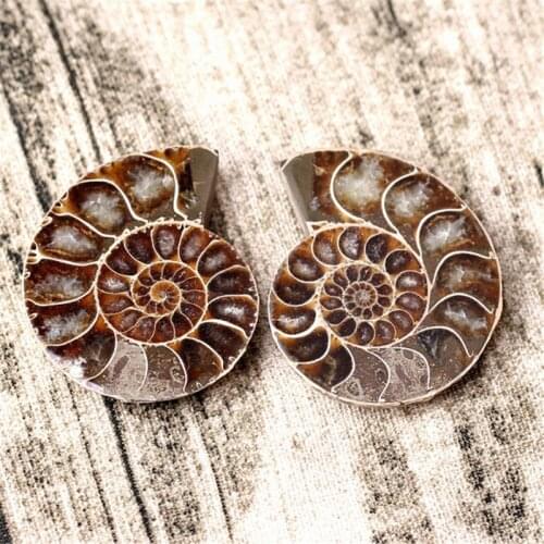 A pair small gorgeous gemstone 100% natural ammonite slice fossil ammonites Jewelry making wholesale from Madagascar