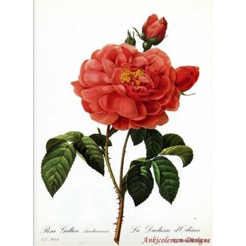 Needlework for embroidery DIY DMC High Quality - Counted Cross Stitch Kits 14 ct Oil Painting - Rosa Gallica