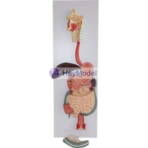 HeyModel Human Digestive system model