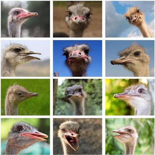 Animal Ostrich 5D DIY Diamond Painting Cross Stitch Full Mosaic Drill Bird Picture of Rhinestone Embroidery Handmade Room Decor