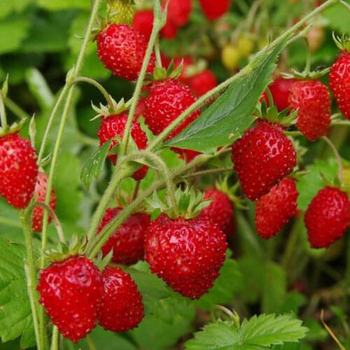 Aroma-ESM Home And Garden Products