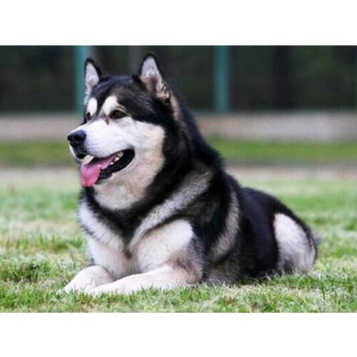 DIY Diamond Painting Dog Full Square Round Rhinestone Kit Diamond Embroidery Animal Mosaic Christmas Gift Art