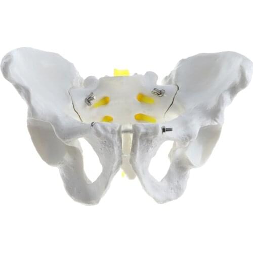 1:1 Human Female / Male Pelvis Skeleton Model Medical Science Teaching Resources Dropshipping