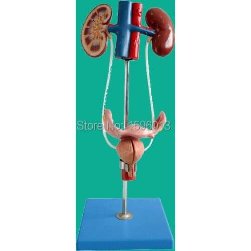 Human Female Urinary System Model, Female Urinary Organ System Model