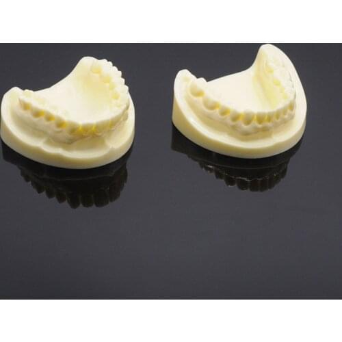 Dental Teaching Model 1 Pcs Dental White Corundum Tooth Model