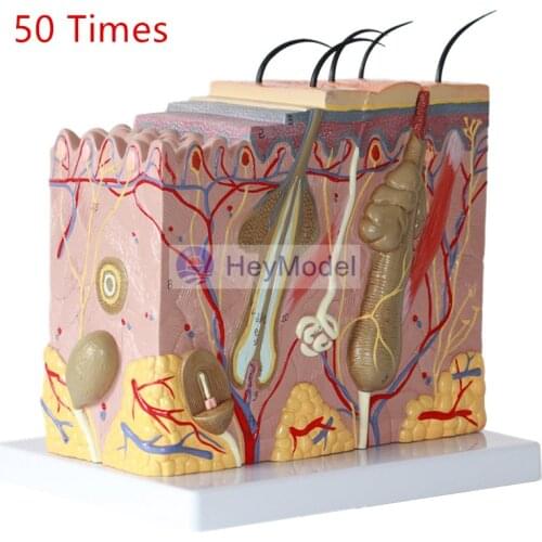 HeyModel 3D Skin Tissue Structure 50 Times Enlargement