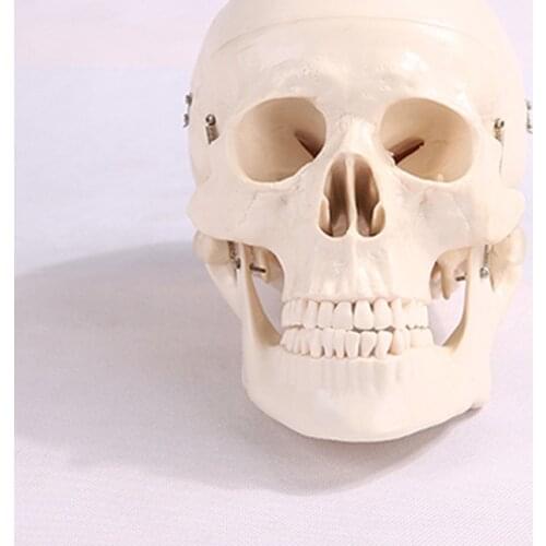Detachable Skull Anatomical Model Human Anatomy Head Skeleton Medical Teaching Tool BIX-A1010