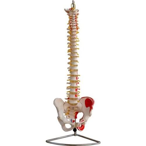 Vertebral Column With Pelvis and Painted Muscles Spine Vertebrae Model