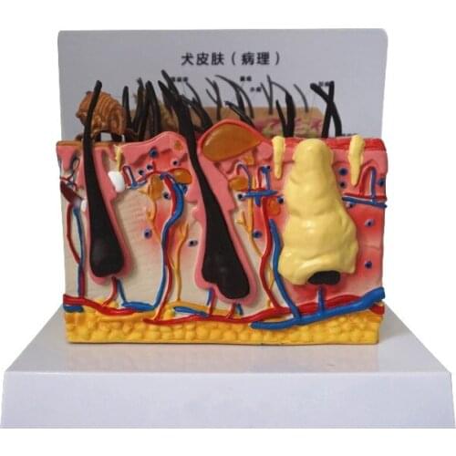 Dog skin anatomy model canine dermatology pet morbid skin teaching aid teaching instrument