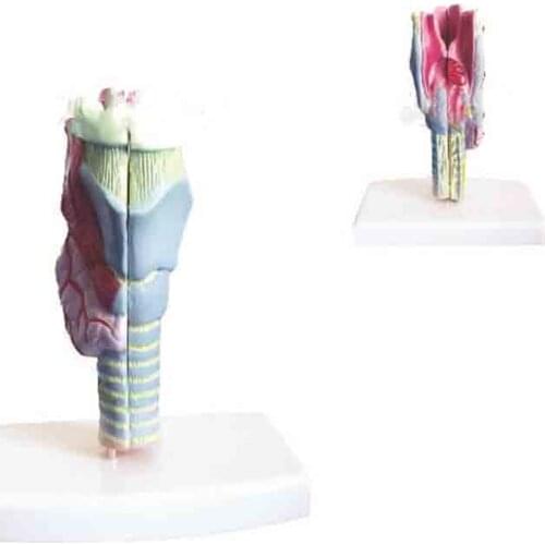 Throat cartilage and laryngeal muscle model
