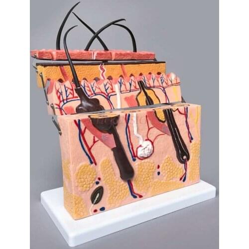 Skin model skin structure enlargement model hierarchy structure anatomy micro plastic surgery teaching aesthetic medicine