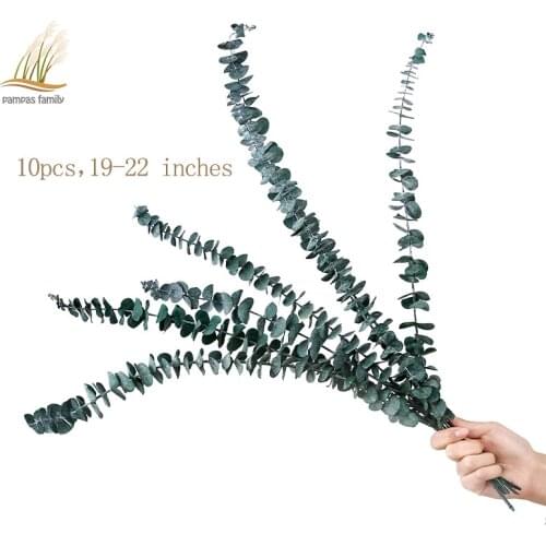 19-22‘’/10PCS Real Dried Eucalyptus leaves Natural fresh forever preserved flowers BEST Dry eucalyptus branches For home decor