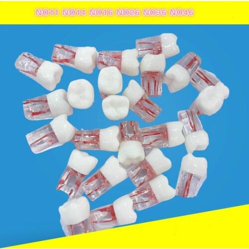 Dental materials Root canal dental band root canal Resin impregnated teeth Medullary cavity dental pulp Practice teeth