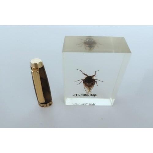 Biological Insect Specimens Real Cicadas Specimen Models Creative Resin Craftwork Cicadas Appearance Anatomy Teaching Aids