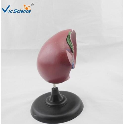 Education Advance Plastic Anatomy liver and gallbladder Model