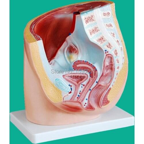 Female Pelvis model, Anatomy Median section of Female pelvis model