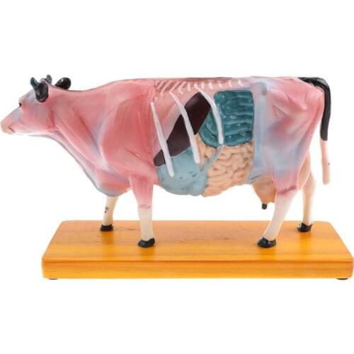 68-Point Cow Acupuncture Veterinary Anatomical Model Cow Animal Anatomy Model Teaching Aid Laboratory Education Medical Supplies
