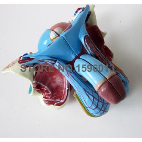 5-part Detachable Male Genital Organ Model Penis and bladder anatomy model