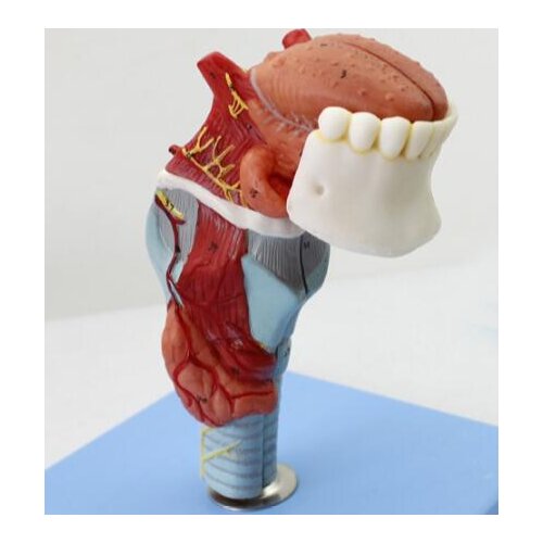 Laryngopharyngeal model laryngopharyngeal anatomy model tongue model thyroid model medical organ