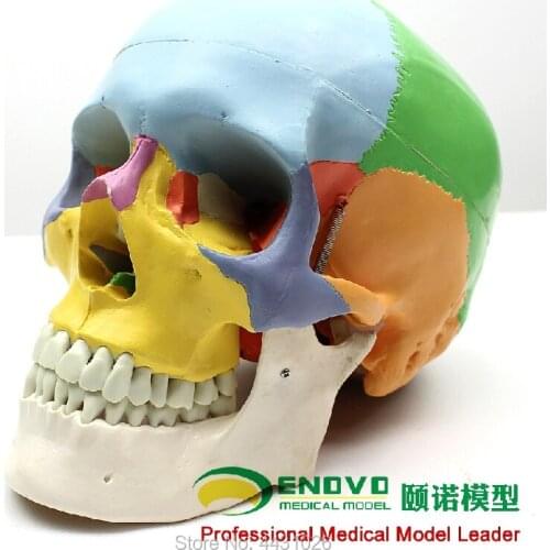 ENOVO Medical human.skull model 1:1 simulation of craniofacial maxillofacial cosmetic whole head model
