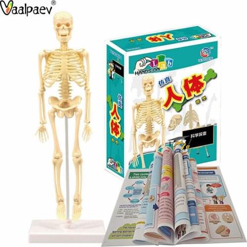 Human Articulated Body Figure Scale Science Experiment Steam Adult Man Bones Model Childrens Day Gift Assemble Blocks Puzzle