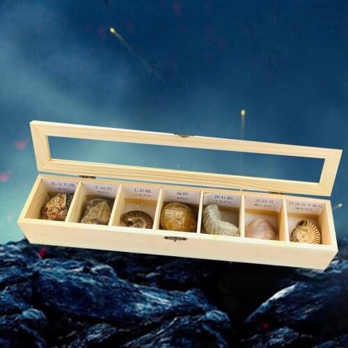 Natural Trilobite Plant Insect Sea Urchin Stone Fossils Paleontology Ore Specimens Mineral Science Teaching Collect Fossils Gift