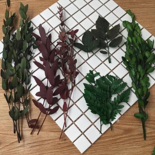 Preserved Fresh Flower DIY Material Dried Flower Leaflet Eucalyptus Eucalyptus Boxwood Leaves Alpine Sheep Tooth Stone Pine Will