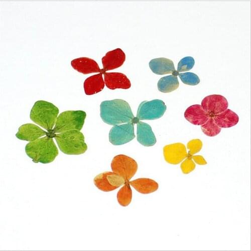 12pcs new creative natural dried flower plant specimen embossed connectors DIY bookmark photo frame nail decoration material