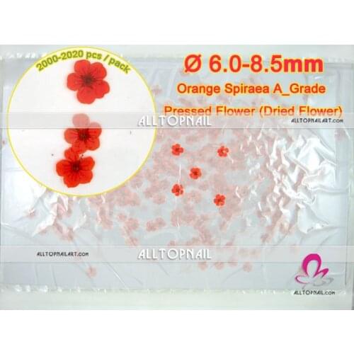 Pressed flower art spiraea dried flower 2000-2020x bridal wreat pressed natural dry flower - Free shipping