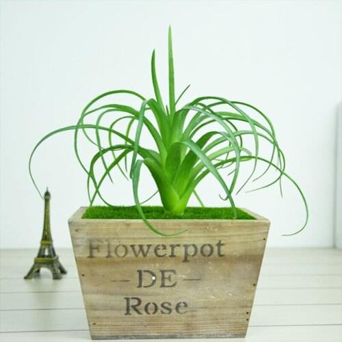 2 Size Mini Artificial Air Grass Simulation Fleshiness Plant Microland schaft Decorative Flower Home Balcony Decoration