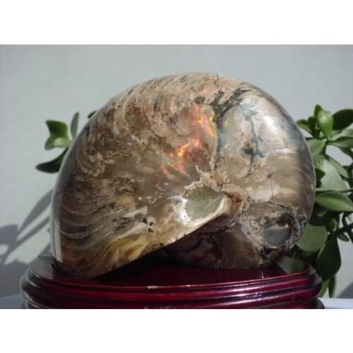 2685g Ammonite Nautilus Shell Jurrassic Fossil Specimen Madagascar+stand