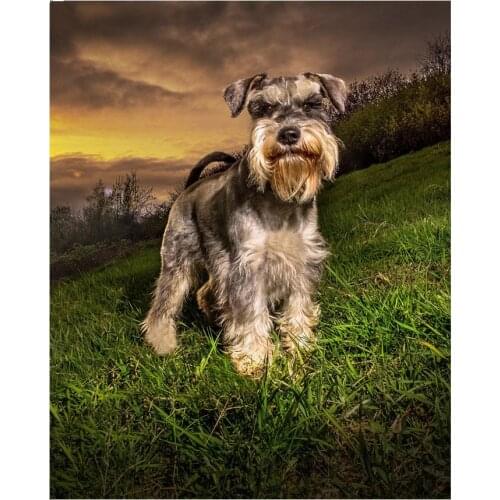 Wholesale Full Square / Round 5D DIY Diamond Painting Schnauzer Dogs Diamond Mosaic Diamond Embroidery Sale Decor Painting FG572