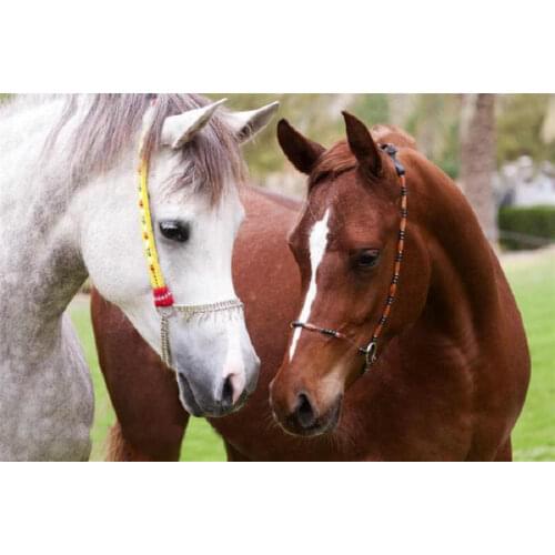 NEW Arrival Diamond Mosaic Diy Diamond Embroidery animal 5d Round paste full cross stitch kit Diy Diamond painting horse lovers