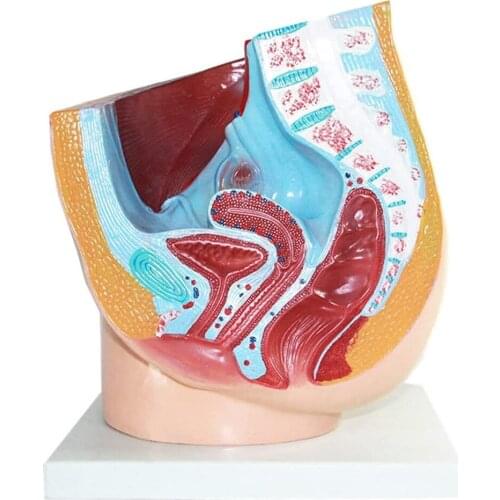 Human Female Pelvic Section Anatomical Model Median Sagittal Section Female Pelvic Cavity Structure Model Medical Anatomy