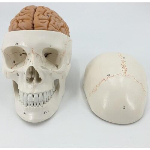 Skull model brain neurology craniocerebral anatomy model with digital number mark education head model