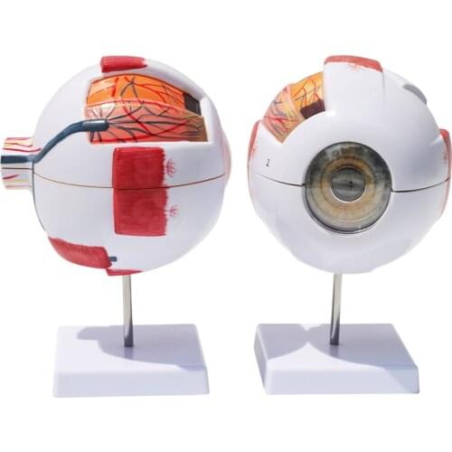 Human eyeball model 6 times magnification eye ENT structure anatomy teaching instrument eyeball