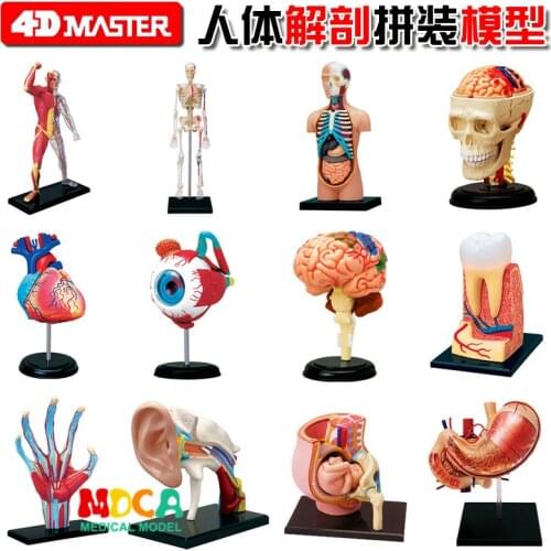 4d Human Body Torso Organ Anatomical Model Selection Educational Master Puzzle Assembling Toy Medical Supplier Teaching