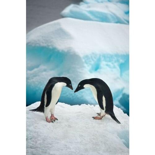 LIPHISFUN Full Drill Diamond Painting Handmade Cross Stitch Embroidery Square/round DIY Cute Penguin Animal