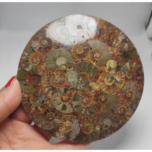 11-12cm Natural Ammonite Fossil Slice Plate Crystal Ocean Conch Stone Madagascar Mineral Healing Specimen